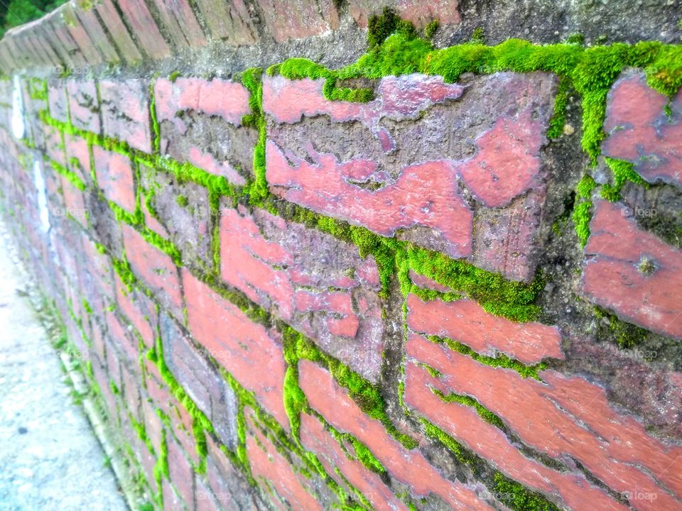 Moss bricks