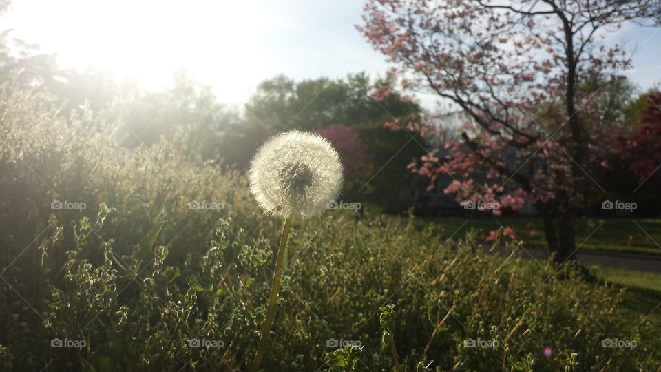 Dandelion in the Meadow