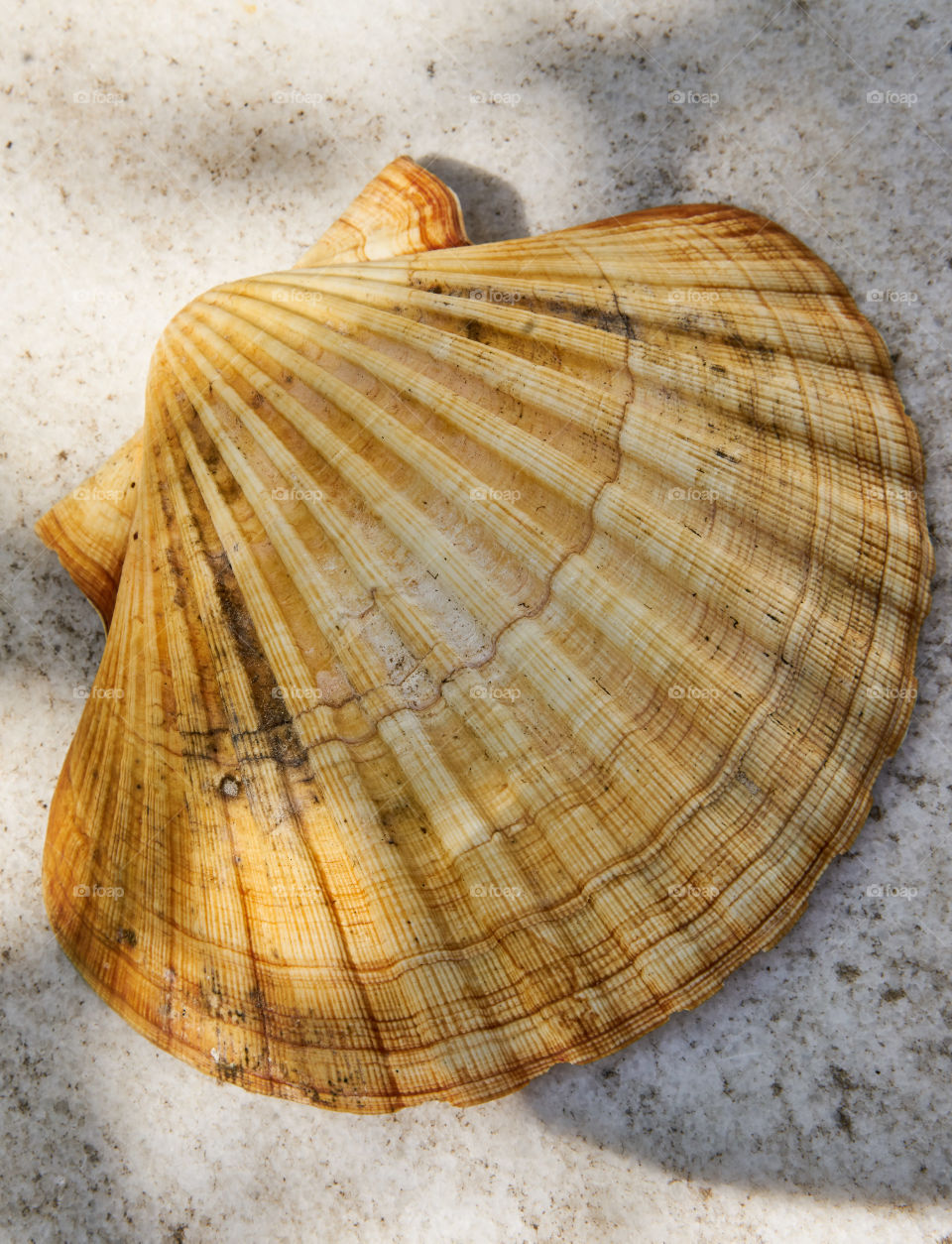 High angle view of seashell