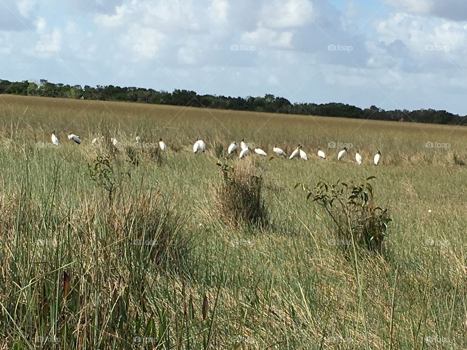 Wood storks in a row, Shark Valley, Everglades National Park Florida 
