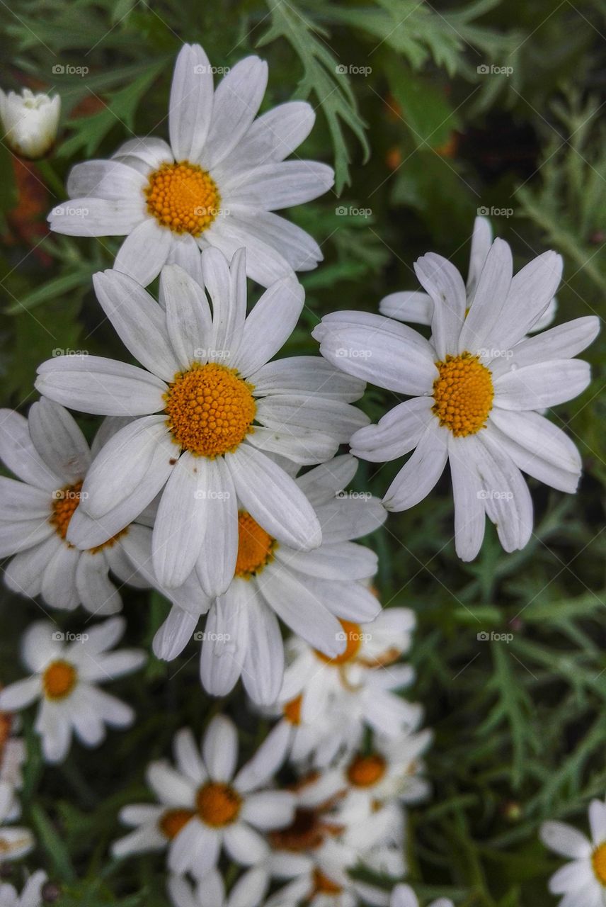 summer and flowers