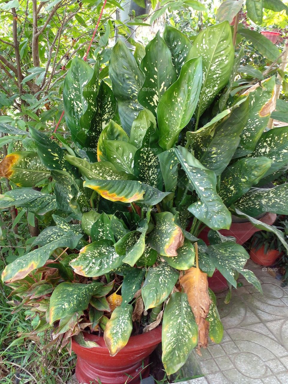 Cây Vạn Niên Thanh.