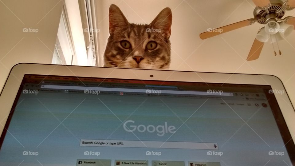 supervising cat