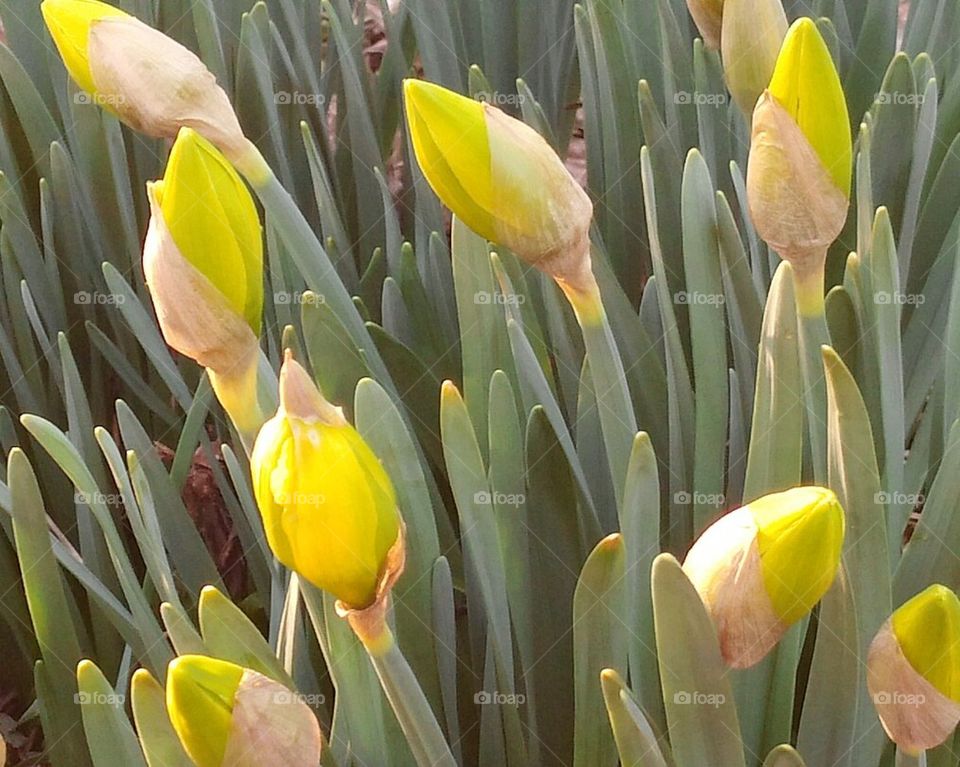 daffodil buds 