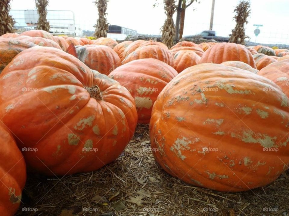 Pumpkin, Halloween, Fall, Thanksgiving, Gourd