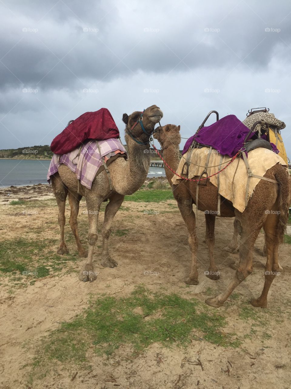 Camels at beach