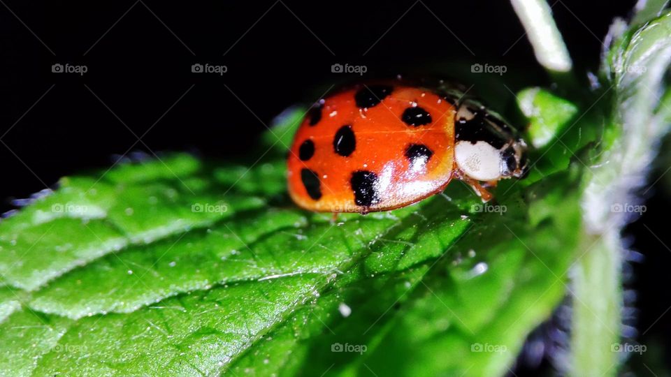 Lady bug on leaf