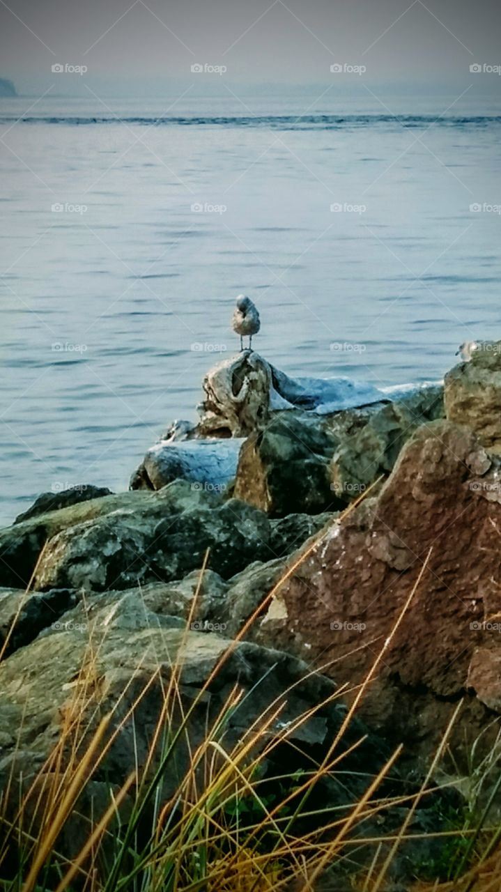 Seagull on the beach Everett Washington