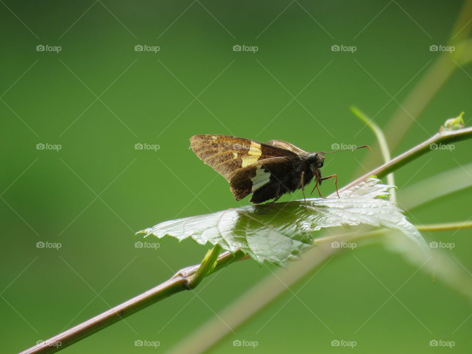 Silver-spotted skipper on a grape leaf