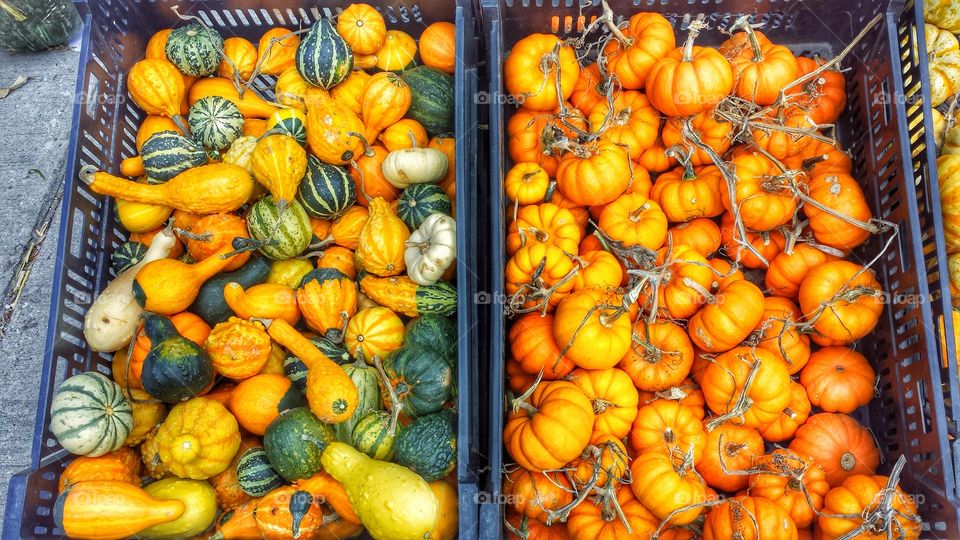 Variety of gourds and pumpkins