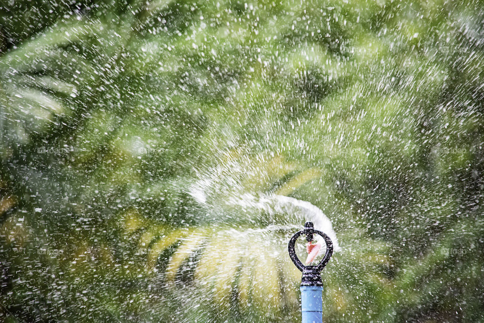 Sprinkler plastic are watered tree Background blurred leaves.