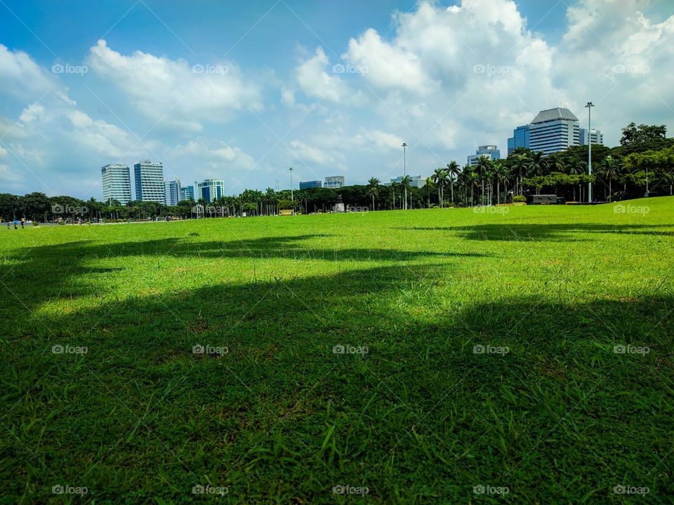 field with green grass