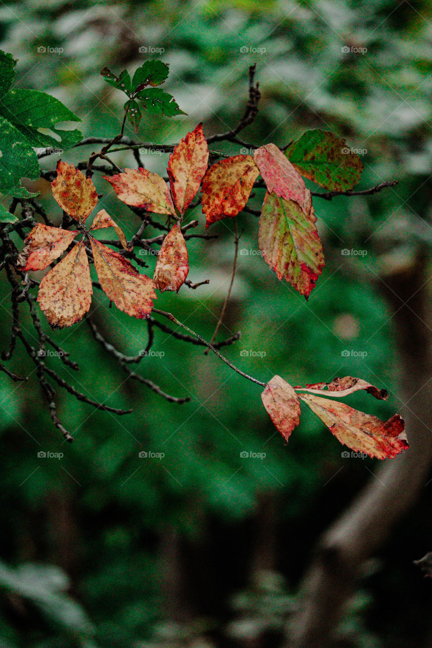red leaves