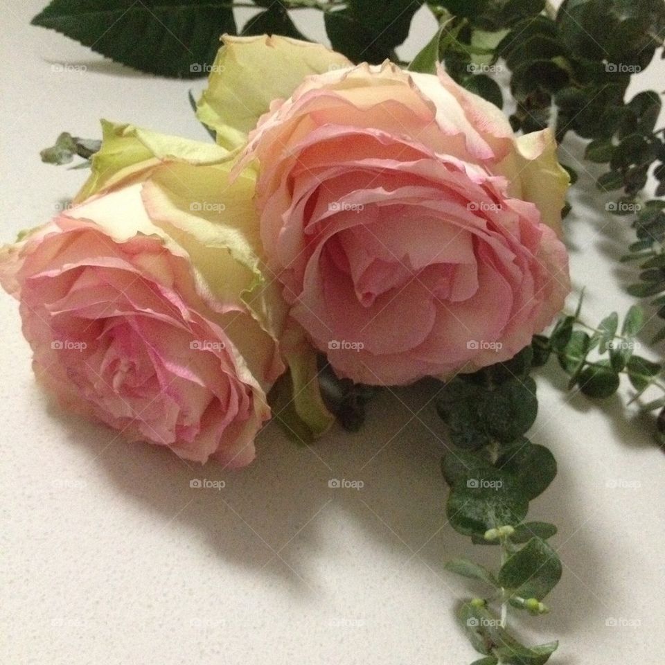 Pink Roses 