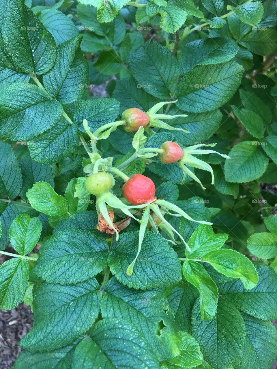 wild rose grown by nature itself