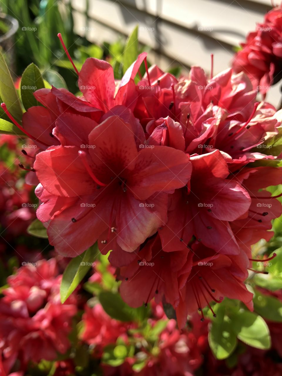 Red Azalea 