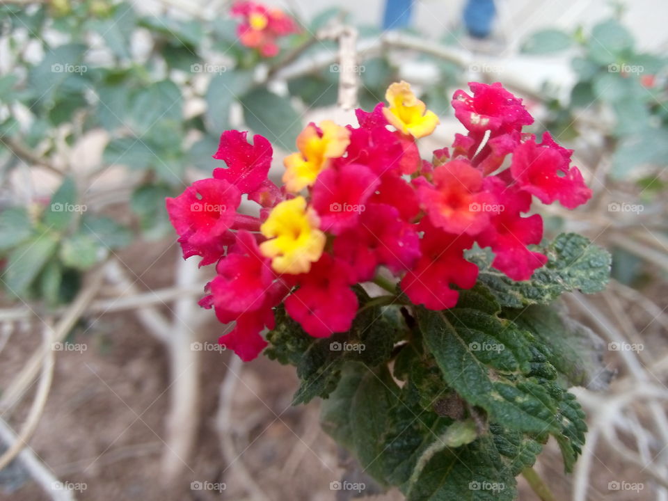 beautiful flowers