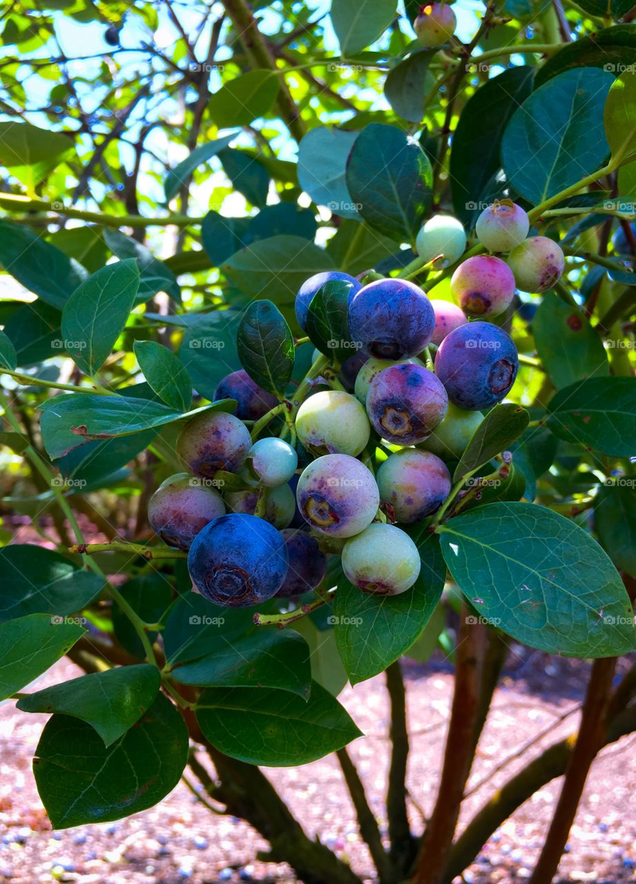 Blueberries on the Bush