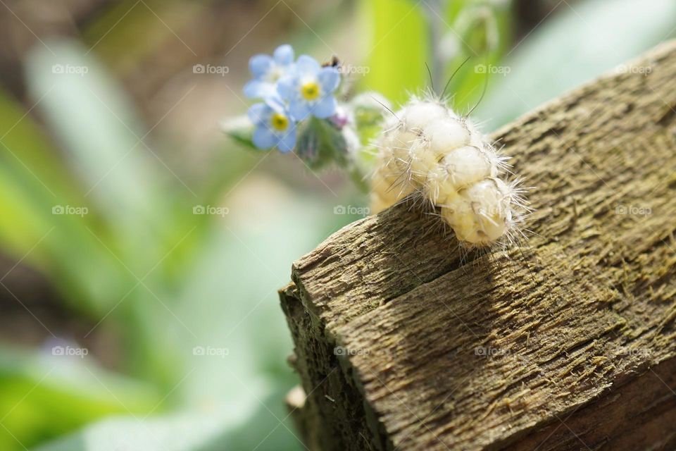 Wildlife … little hairy caterpillar clambering over a piece of wood in the garden 🐛