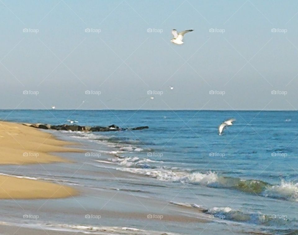 Breakfast for Sea Gulls at Beach in Ocean City, MD