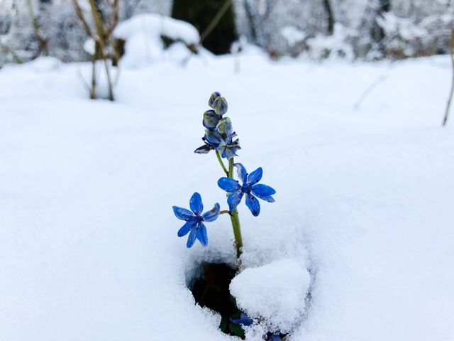 Flower and snow 