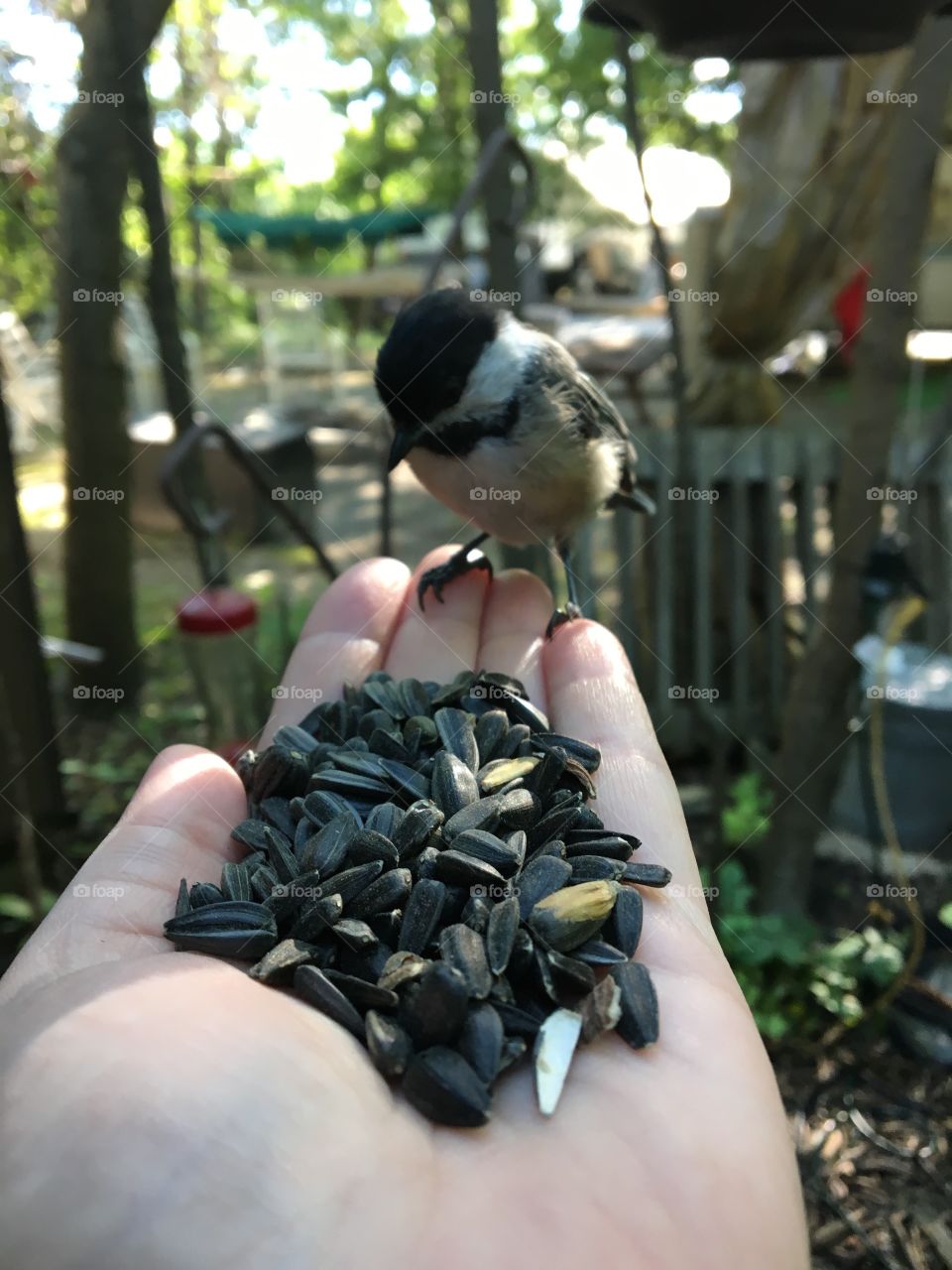 Feeding the birds