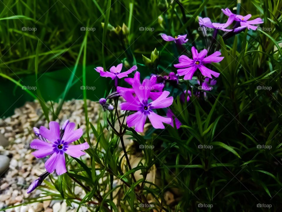 flowers