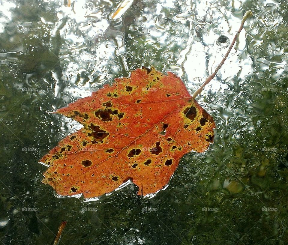 Maple on Glass