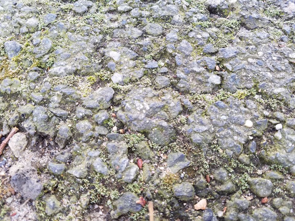 Moss growing in the path