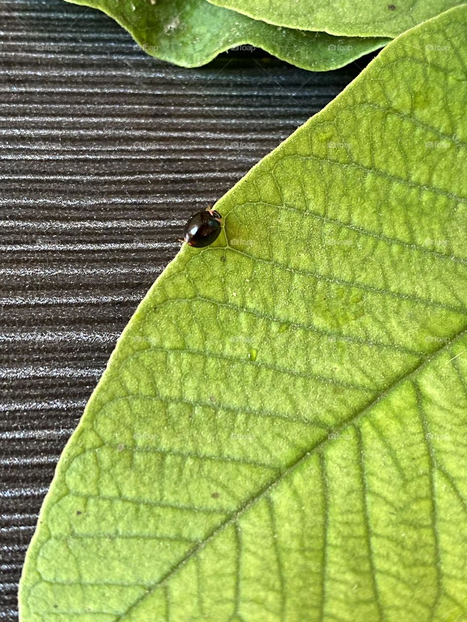 Black lady bug