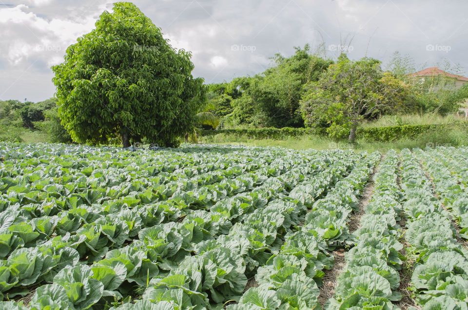 Cabbage Garden