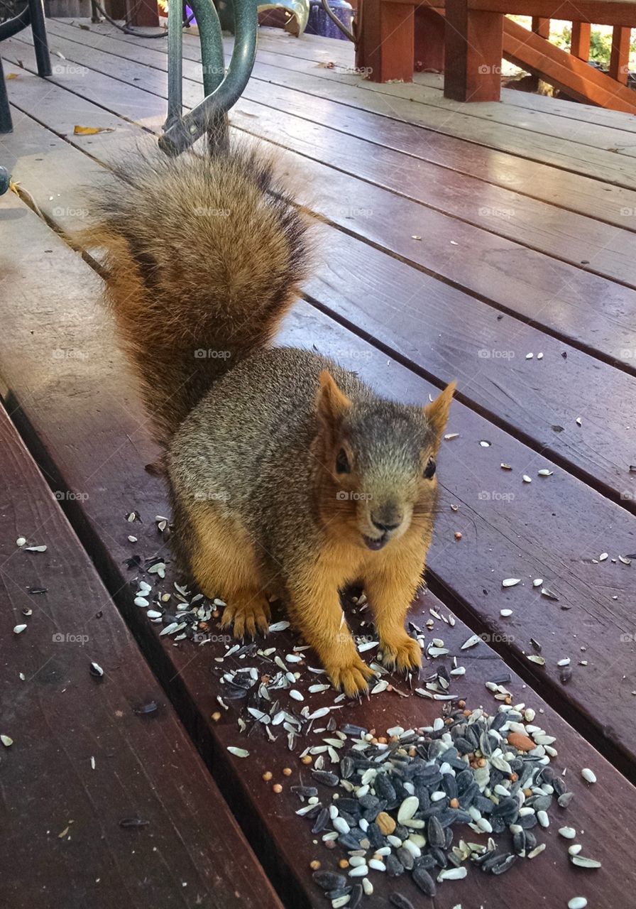 Little buddy came for lunch today.