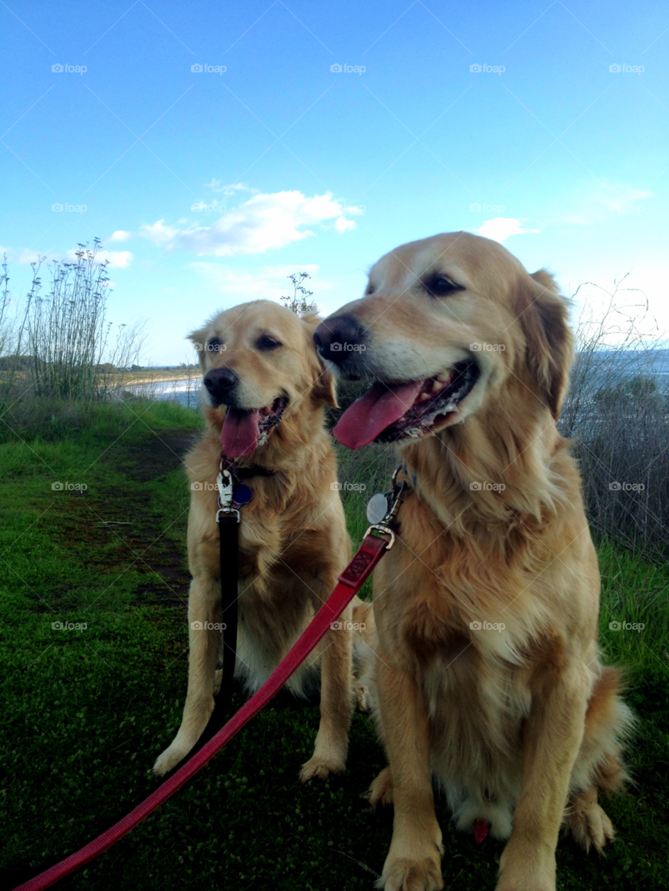 grass clouds dogs sweet by asbreynolds