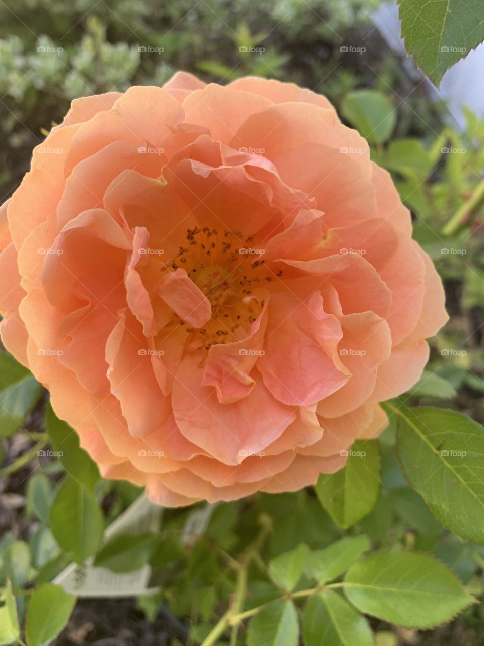 Beauty can be found in the simplest things. Look at the amazing layers of petals on this bright peach colour led flower.