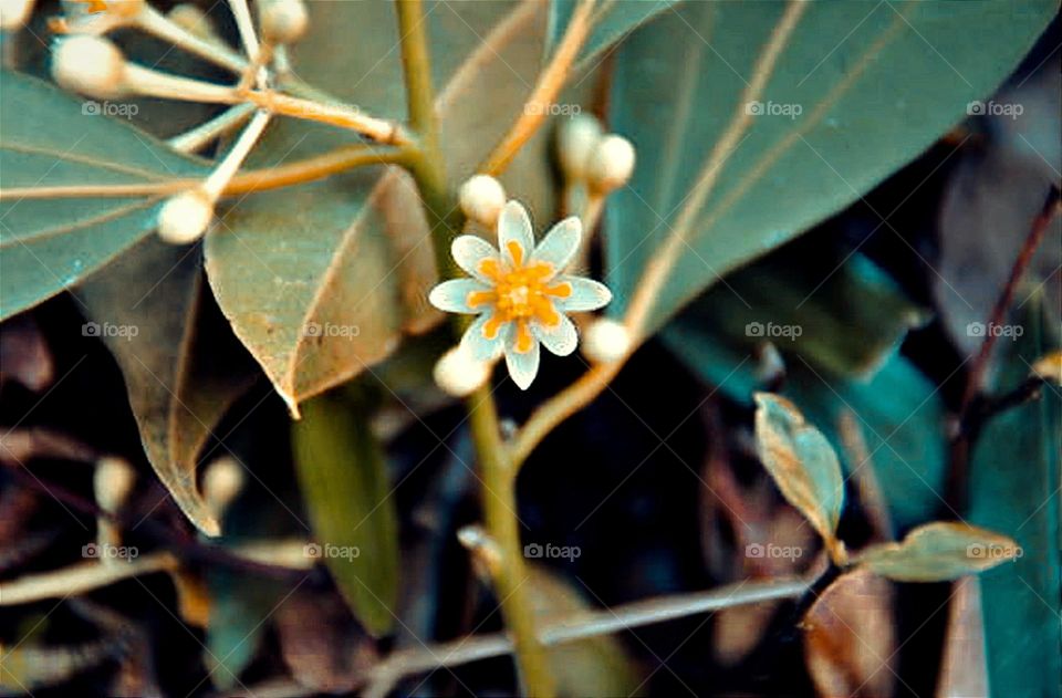 Flor do campo