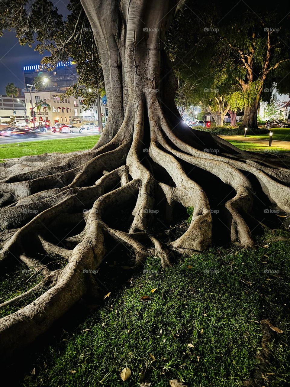 Tree Roots At Night