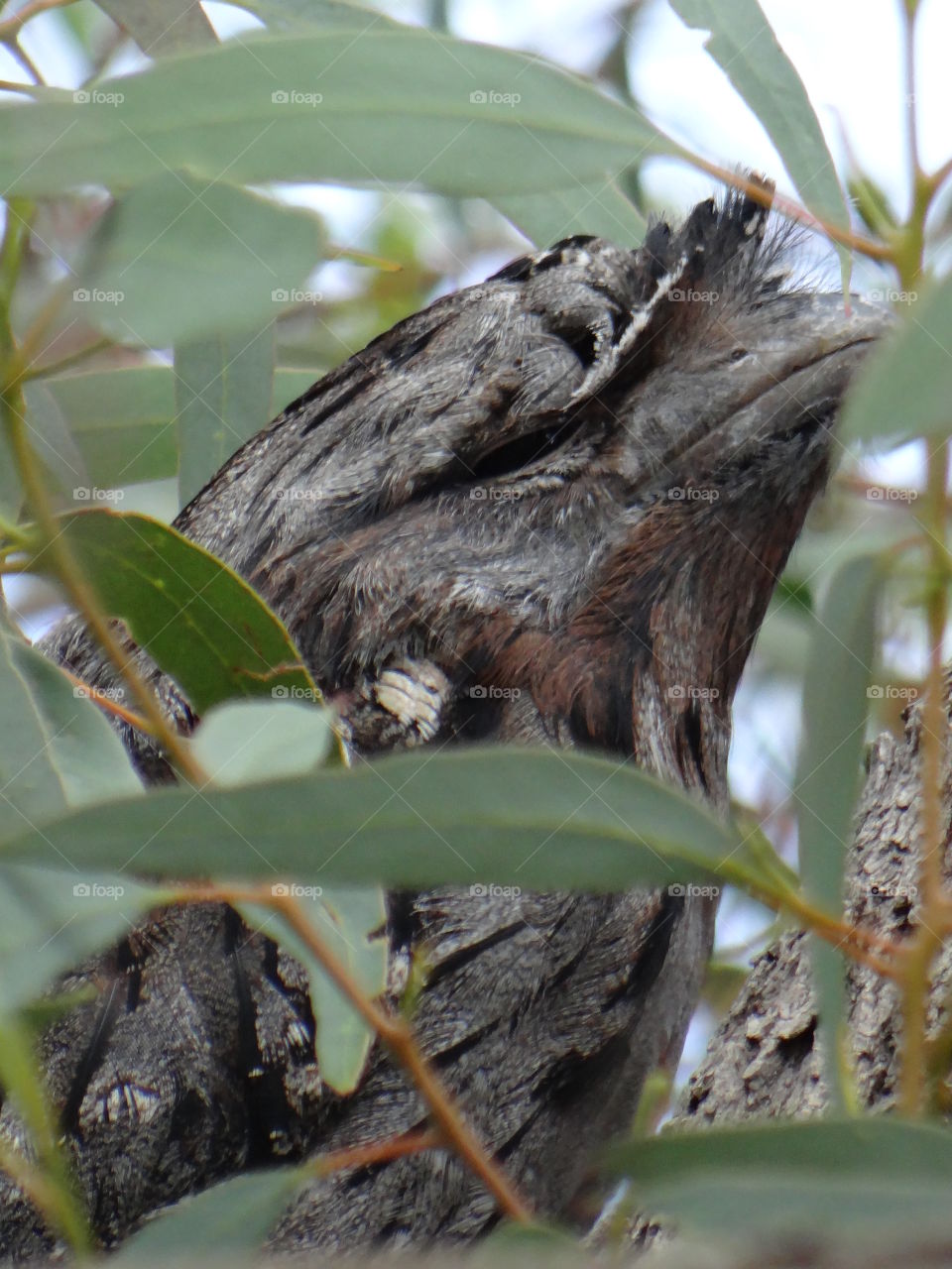 Tawny frogmouth owl