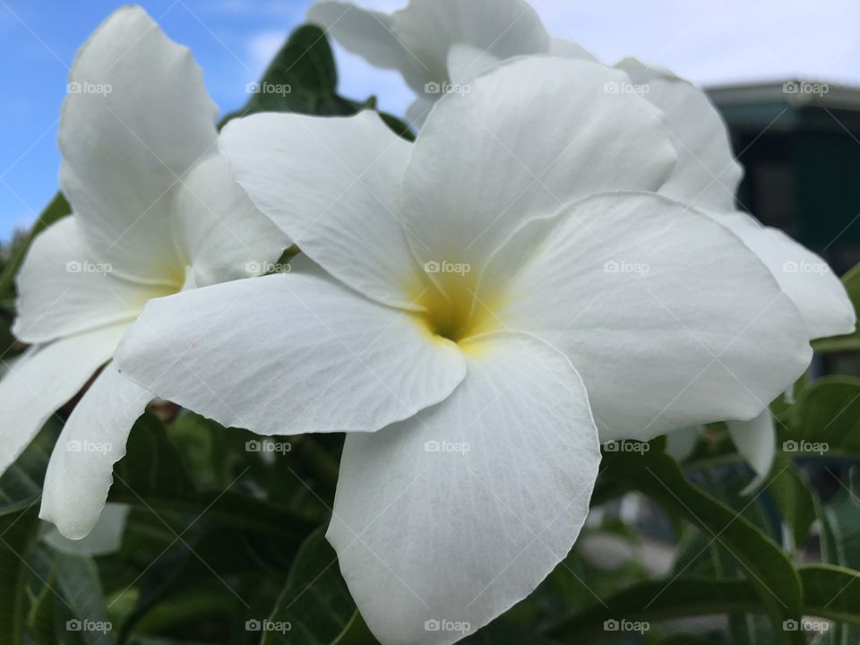 White flower blooming at outdoors