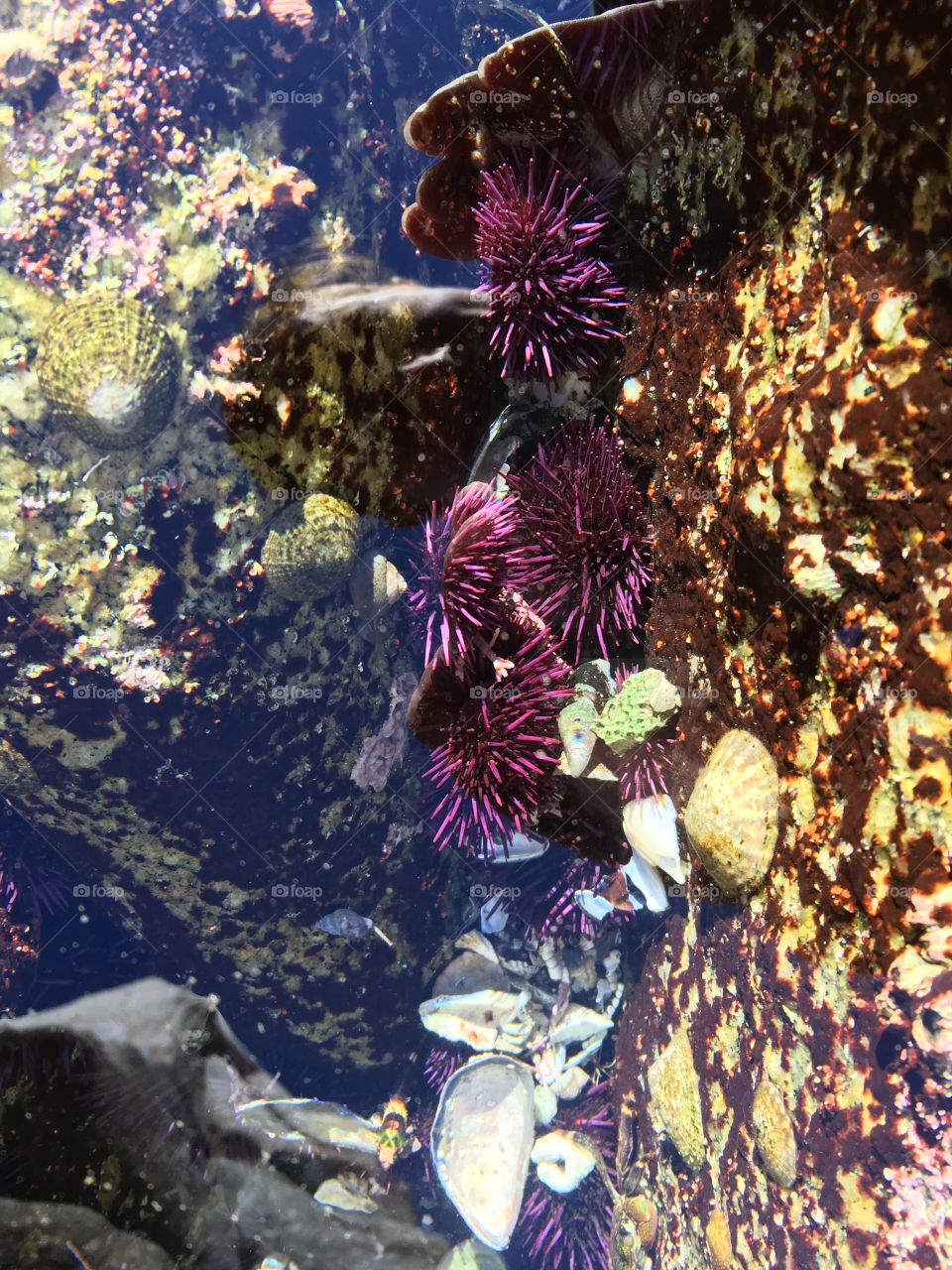 Purple sea urchins in a coastal tide pool 