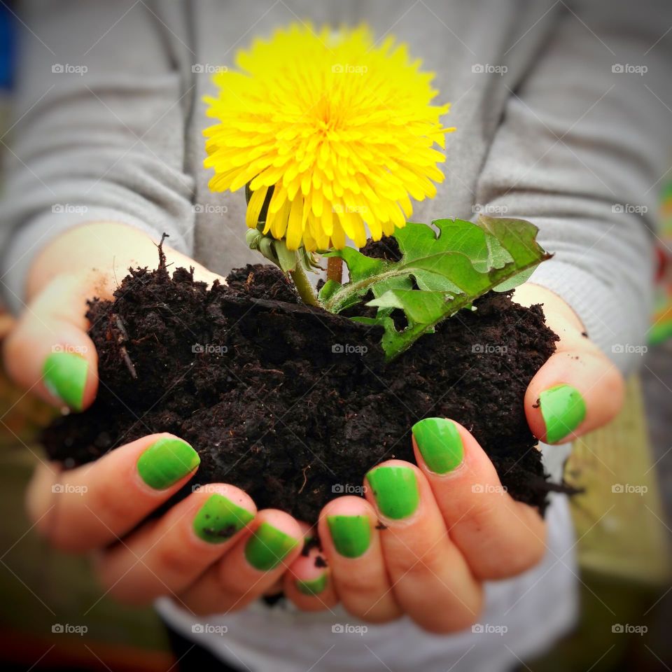 Spring dandelion on soil, hand with green nails 