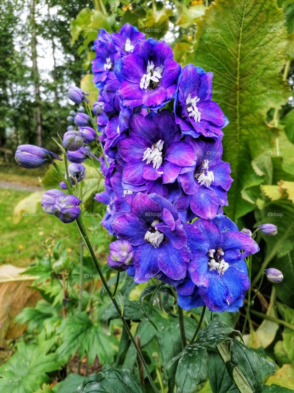 The high and handsome floral guardian blue is a durable, traditional perennial.  In mid-summer, large perennials that start flowering, 150-200 cm high, also bloom in shades of white, pink and purple.