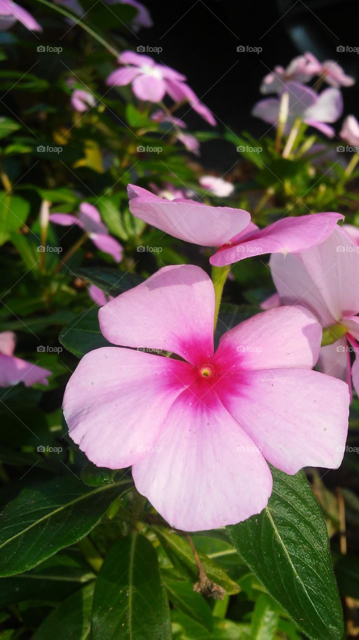 Flower, Nature, Flora, Leaf, Garden