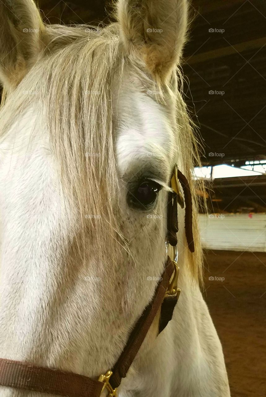 closeup of sweet horse face