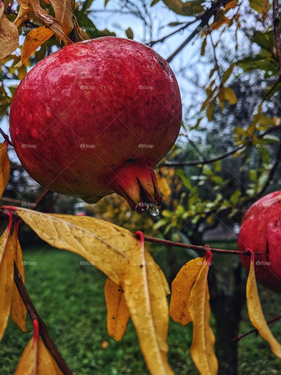 Pomegranate branch close up in raining autumn day.