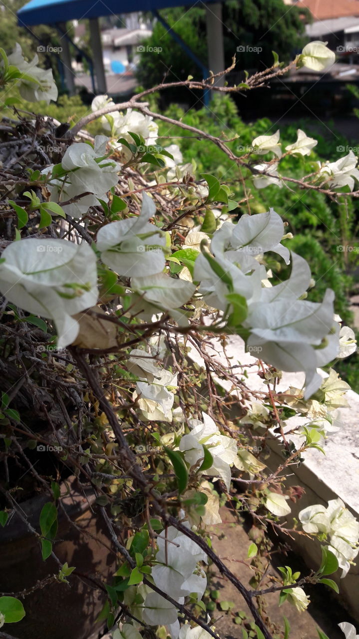 Bougainvillea white flower