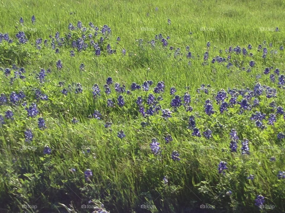 Spring bluebonnets on Texas highway