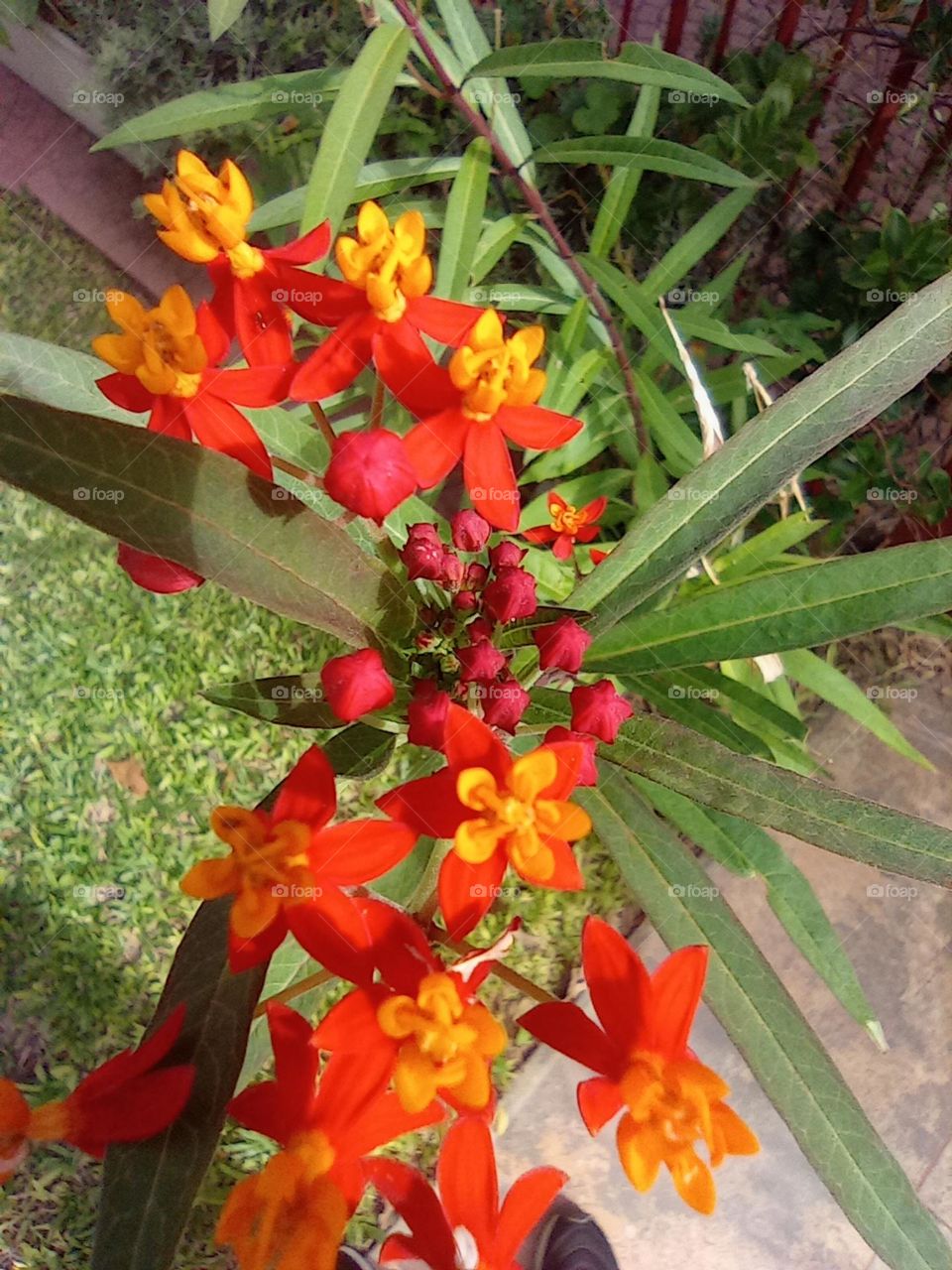 colorful flower / flor colorida