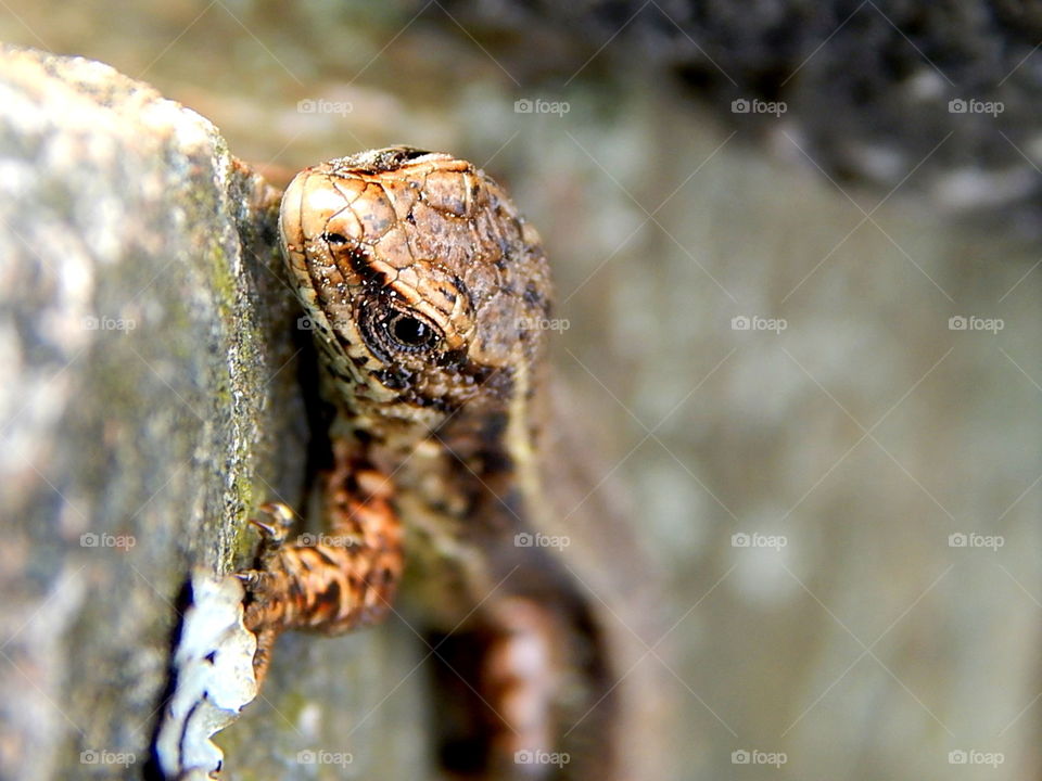 Sand lizard sitting on the stone