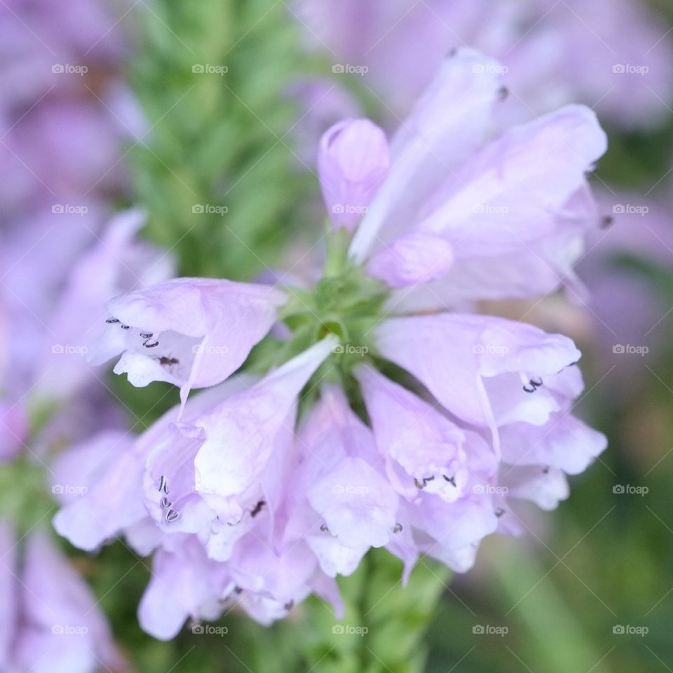 Purple bell flowers