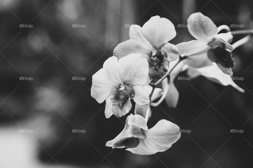 orchid (black and white tones)